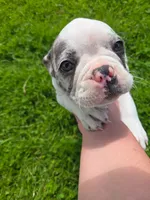 Gelato, a male Frenchton for sale in Birch Run, MI – Photo 3 of 10