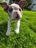 Gelato, a male Frenchton for sale in Birch Run, MI – Photo 8 of 10