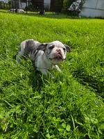 Gelato, a male Frenchton for sale in Birch Run, MI – Photo 10 of 10