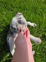 Gelato, a male Frenchton for sale in Birch Run, MI – Photo 5 of 10