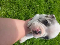 Gelato, a male Frenchton for sale in Birch Run, MI – Photo 4 of 10