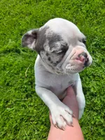 Gelato, a male Frenchton for sale in Birch Run, MI – Photo 7 of 10