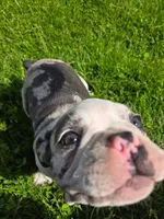 Gelato, a male Frenchton for sale in Birch Run, MI – Photo 9 of 10