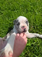 Gelato, a male Frenchton for sale in Birch Run, MI – Photo 6 of 10