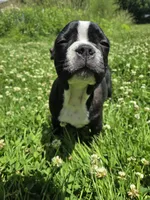 Montgomery , a male Boston Terrier and French Bulldog for sale in Birch Run, MI – 7 of 10