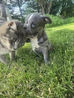 Providence , a female Frenchton for sale in Birch Run, MI – 4 of 10