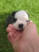 Lazarus, a male Boston Terrier and French Bulldog for sale in Birch Run, MI – Photo 3 of 8