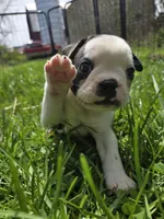 Lazarus, a male Boston Terrier and French Bulldog for sale in Birch Run, MI – Photo 2 of 8