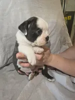 Lazarus, a male Boston Terrier and French Bulldog for sale in Birch Run, MI – Photo 7 of 8