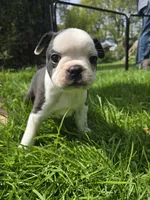 Lazarus, a male Boston Terrier and French Bulldog for sale in Birch Run, MI – Photo 5 of 8