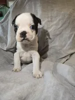 Lazarus, a male Boston Terrier and French Bulldog for sale in Birch Run, MI – Photo 6 of 8