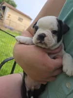 Lazarus, a male Boston Terrier and French Bulldog for sale in Birch Run, MI – Photo 4 of 8