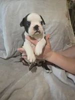 Lazarus, a male Boston Terrier and French Bulldog for sale in Birch Run, MI – Photo 8 of 8