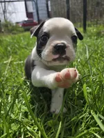 Lazarus, a male Boston Terrier and French Bulldog for sale in Birch Run, MI – Photo 1 of 8