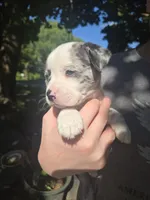 Baja Blast, a male Boston Terrier and Pembroke Welsh Corgi for sale in Birch Run, MI – 6 of 9