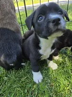 R.C. Cola, a female Boston Terrier and Pembroke Welsh Corgi for sale in Birch Run, MI – 6 of 9