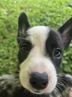 Barq’s, a female Boston Terrier and Pembroke Welsh Corgi for sale in Birch Run, MI – 4 of 10