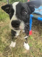Mr. Pibb, a male Boston Terrier and Pembroke Welsh Corgi for sale in Birch Run, MI – 6 of 10