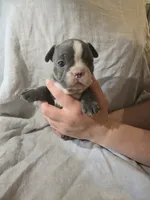 Mimosa, a female Boston Terrier and French Bulldog for sale in Birch Run, MI – 9 of 10