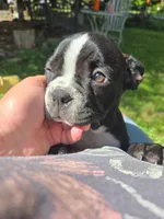 Montgomery , a male Boston Terrier and French Bulldog for sale in Birch Run, MI – 6 of 10