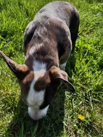 Six, a female Boston Terrier and Pembroke Welsh Corgi for sale in Birch Run, MI – 7 of 7