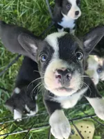 Mr. Pibb, a male Boston Terrier and Pembroke Welsh Corgi for sale in Birch Run, MI – 1 of 7