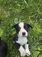 Barq’s, a female Boston Terrier and Pembroke Welsh Corgi for sale in Birch Run, MI – 3 of 5