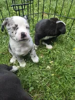 Baja Blast, a male Boston Terrier and Pembroke Welsh Corgi for sale in Birch Run, MI – 8 of 9