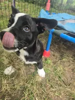 Mr. Pibb, a male Boston Terrier and Pembroke Welsh Corgi for sale in Birch Run, MI – 4 of 10