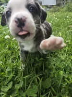 Adirondack Cola, a male Boston Terrier and Pembroke Welsh Corgi for sale in Birch Run, MI – 2 of 10