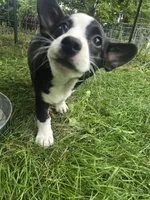 Barq’s, a female Boston Terrier and Pembroke Welsh Corgi for sale in Birch Run, MI – 8 of 10