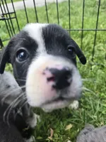 Mr. Pibb, a male Boston Terrier and Pembroke Welsh Corgi for sale in Birch Run, MI – 4 of 7