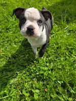 Ricotta(PENDING), a female Frenchton for sale in Birch Run, MI – Photo 5 of 7