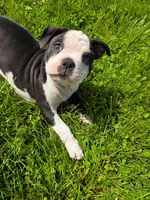 Ricotta(PENDING), a female Frenchton for sale in Birch Run, MI – Photo 2 of 7