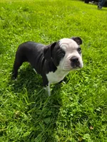 Ricotta(PENDING), a female Frenchton for sale in Birch Run, MI – Photo 7 of 7