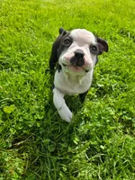 Ricotta(PENDING), a female Frenchton for sale in Birch Run, MI – Photo 6 of 7