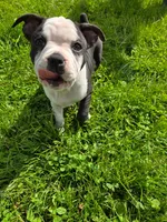 Ricotta(PENDING), a female Frenchton for sale in Birch Run, MI – Photo 4 of 7