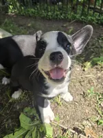 Barq’s, a female Boston Terrier and Pembroke Welsh Corgi for sale in Birch Run, MI – 3 of 10