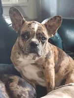 Bailè, a female Boston Terrier and Frenchton for sale in Birch Run, MI – Photo 2 of 10