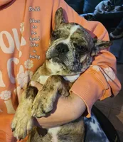Bailè, a female Boston Terrier and Frenchton for sale in Birch Run, MI – Photo 7 of 10