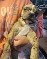 Bailè, a female Boston Terrier and Frenchton for sale in Birch Run, MI – Photo 4 of 10