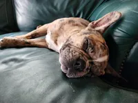 Bailè, a female Boston Terrier and Frenchton for sale in Birch Run, MI – Photo 10 of 10