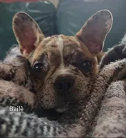 Bailè, a female Boston Terrier and Frenchton for sale in Birch Run, MI – Photo 1 of 10