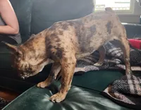 Bailè, a female Boston Terrier and Frenchton for sale in Birch Run, MI – Photo 5 of 10