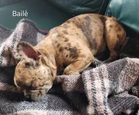 Bailè, a female Boston Terrier and Frenchton for sale in Birch Run, MI – Photo 8 of 10