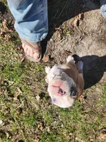 Quincy, a male Boston Terrier and Frenchton for sale in Birch Run, MI – Photo 8 of 10