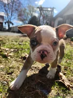 Quincy, a male Boston Terrier and Frenchton for sale in Birch Run, MI – Photo 2 of 10