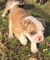 Quincy, a male Boston Terrier and Frenchton for sale in Birch Run, MI – Photo 7 of 10