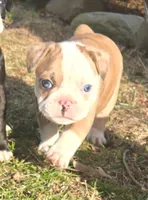 Quincy, a male Boston Terrier and Frenchton for sale in Birch Run, MI – Photo 1 of 10