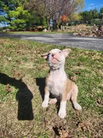 Quincy, a male Boston Terrier and Frenchton for sale in Birch Run, MI – Photo 9 of 10